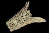 Fossil Fish (Ichthyodectes) Tail Vertebrae - Kansas #127850-3
